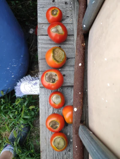 KORNI_K - #pomidory #wies #rolnictwo #ogrodnictwo 
Mirabelki & Miruny gdzie popełniłe...