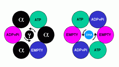 bioslawek - Syntaza ATP i Helikaza



#antybiotyk #inhibicja #dna #biologia #nauk...