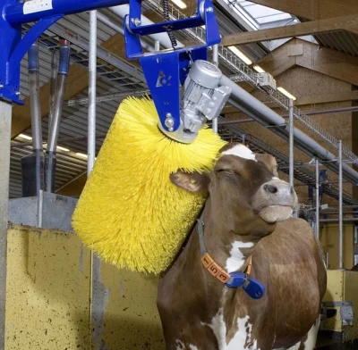gorfag - A krowy myje się tak:



#krowa #krowy #mleczarstwo #nabial #mleko #mucka