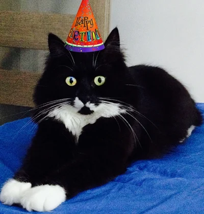 M.....v - Mój wystraszony grubas Kazimierz świętuje dziś drugie urodziny! 

#koty #...