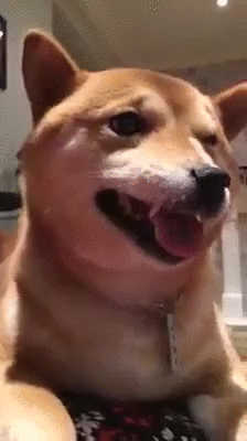 j.....n - Morda na końcu wymiata xD
#smiesznypiesek w pełnym tego słowa znaczeniu :D