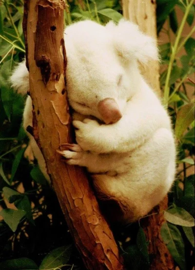 likk - albinos



#zwierzaczki #koala #albinosy



SPOILER
SPOILER