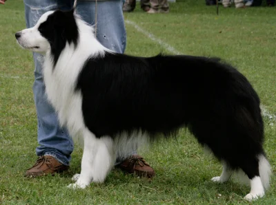 P.....n - BURDEL COLLIE JEST KRÓL PSÓW JAK LEW JEST KRÓL DŻUNGLI, gdyż jest zdrowy, i...