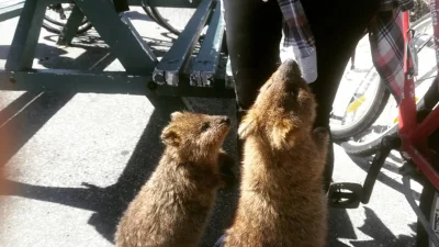 mfek00 - Dzień dobry, kontrola celna
Czy wwozi pan jakieś liście?
#quokka #quokkanadz...