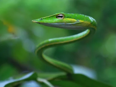 DuchBieluch - Bicz długonosy (Ahaetulla nasuta) – gatunek węża występujący w Indiach,...