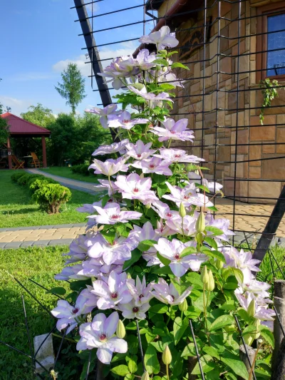 Heninger - Ładnego clematisa mam (｡◕‿‿◕｡)? 
#ogrodnictwo #kwiaty