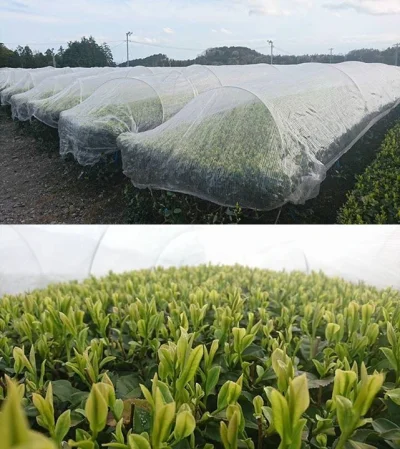 u.....r - W ten sposób Japończycy chronią krzewy herbaciane przed szronem i silnym wi...