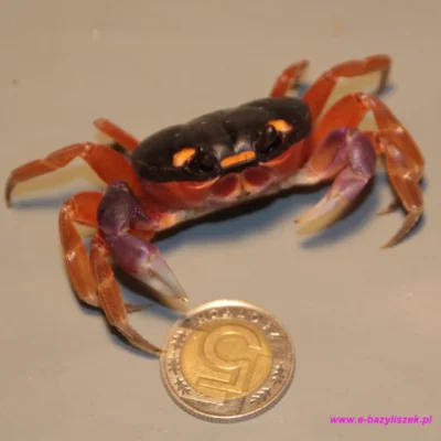 Crab_Rave - Masz piontke @MondryPajonk i rub picce szypko!
#krab #crab #pajonk