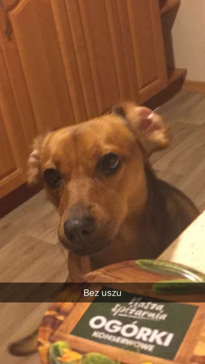 Malusz - Mireczki, mój pies stracił uszy w wypadku samochodowym. Każdy plus to 50gr n...