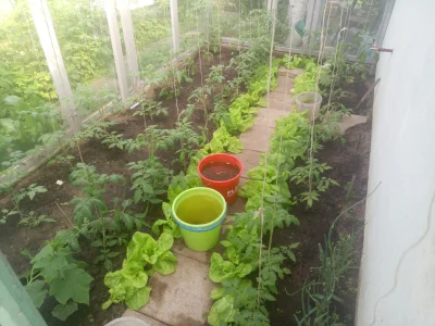 Droidweb - A jak tam Wasze uprawy #domowyogrod #ogrodnictwo #pomidory