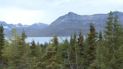 finnmark - Czy wiecie, że na Grenlandii jest nawet jeden naturalny las w dolinie Qinn...