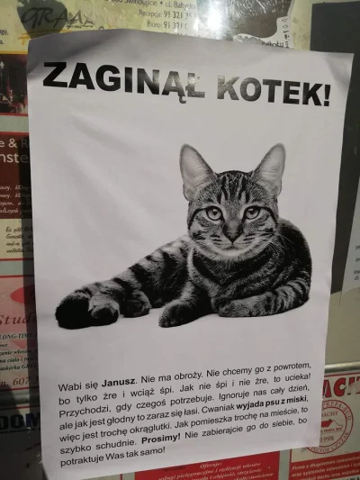 break0 - Janusz wśród kotów.