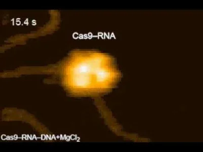 Mesk - Pierwsze w historii przełomowe nagranie CRISPR–Cas9 przecinającego łańcuch DNA...