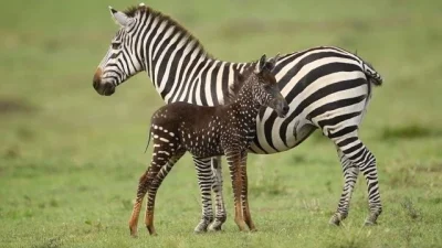 orkako - Na dole: młoda zebra z matką. Źrebak urodził się z mutacją na skutek której ...