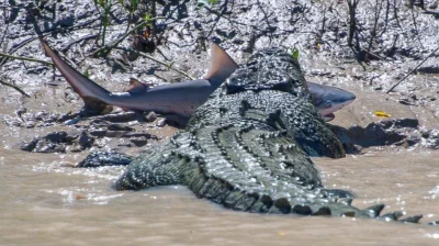 GraveDigger - Krokodyle też lubią rybkę ( ͡° ͜ʖ ͡°)
#zwierzaczki #gady