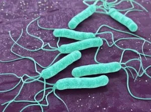 RFpNeFeFiFcL - Naukowcy szukają odpowiedzi na rosnącą oporność bakterii Helicobacter ...