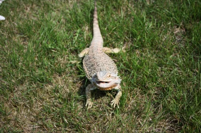 leworwel - @Krystuch: Agama Brodata (pogona vitticeps), bardzo przyjemne i wdzięczne ...