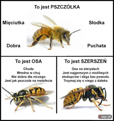 Endorfinek - tak tylko przypominam
#pszczola #osa #szerszen