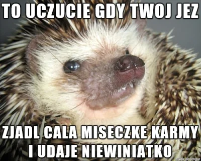 nashi - Wszyscy posiadacze jeży to znają ʕ•ᴥ•ʔ #jez #jeze #jezyki