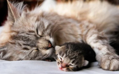 Kotekmiaumiau - #koty #dzienmatki
Mama Kot i dziecko Kot.