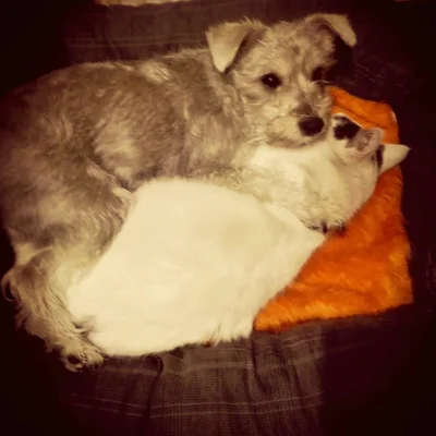faus - #heheszki #pies #koty #milosc #symbioza #jakpieszkotem. Taka symbioza panuje w...