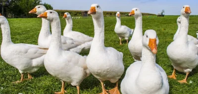 Deku - Jestem prawie pewien, że sąsiadka właśnie wezwała na mnie bagiety.

Mieszkam s...