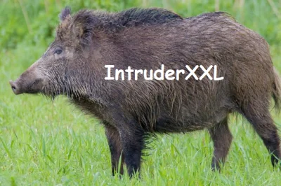 Sarpens - @IntruderXXL: Ale dzik ( ͡° ͜ʖ ͡°)