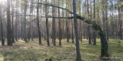pol616 - #natura #las #feels 
Gdy chcesz być inny niż wszyscy.