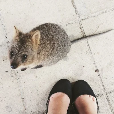 robin_caraway - #quokkanadzis

SPOILER