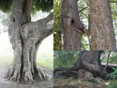 k.....2 - #drzewa #niewiemczybylo #humor