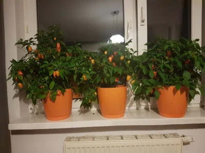 Enricco - Dwuletnie habanero orange. W tym roku aż się gałęzie łamią tyle mają owoców...
