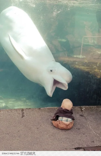 chomi - OOOOOOOOOOOOM! :D



#heheszki #delfiny #coterybytojanawetnie