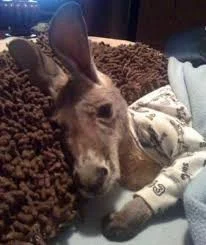 Naczelny-smieszek - Pan kangurek pozdrawia. ʕ•ᴥ•ʔ