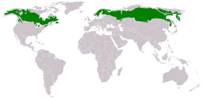 johanlaidoner - Tajga na świecie- zaznaczona na zielono. Dalej na północ jest tundra ...