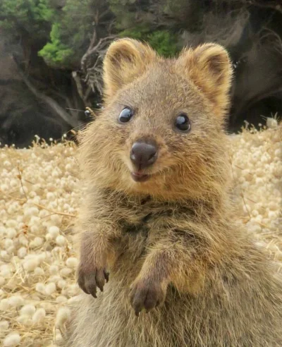 aloszkaniechbedzie - #dziendobry gotowi na weekend?

#quokkanadzis #quokka #zwierzacz...