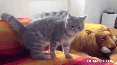 pierdze - #smiesznekotki #kitku #koty
.
Na #dziendobry mam dla Was 10 lekkich gifów...