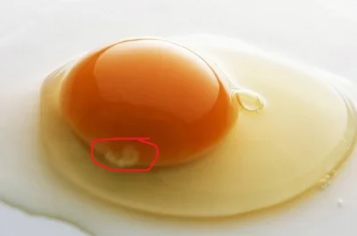 KuwbuJ - Zawsze robiąc jajecznice wyjmuję zarodki z jajek, takie przyzwyczajenie. Mac...