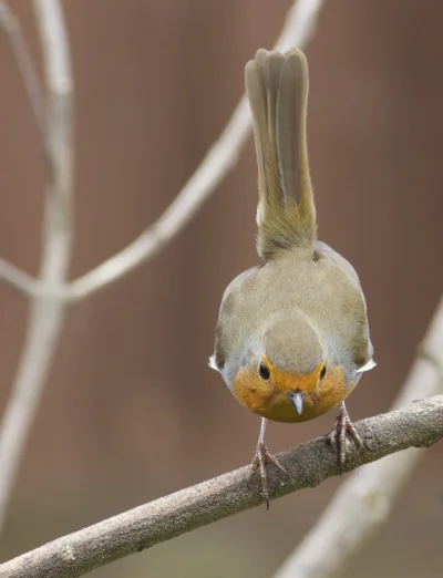 angelosodano - Rudzik (Erithacus rubecula)_)
#vaticanouccello #vaticanowallpapers #p...