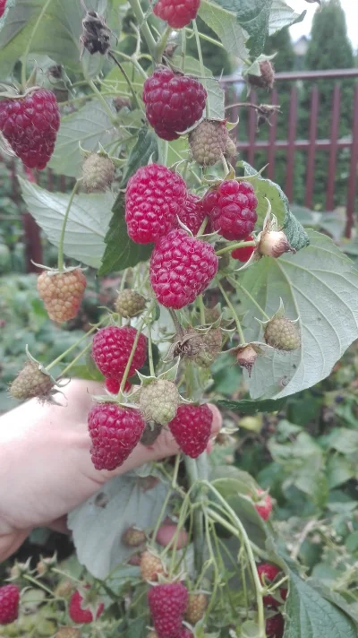 p.....7 - No to po woli koniec zbioru malinek, tym razem będzie mus czyli taka stęzon...