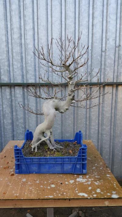 Freddy_dilla - Buczek gotowy na zime! #bonsai