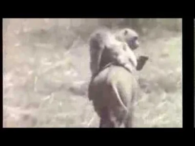 Lluc - Dzik opiekujący się małpami ;)