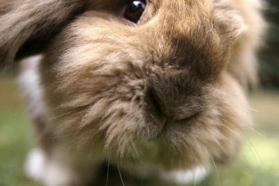 futomaki - Poranny #dailybunny dla julita :)