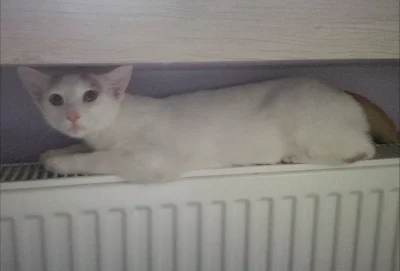 kwasnydeszcz - a tak sobie śpi mój Duszek #pokazkota #smiesznekotki #koty #duszekityg...