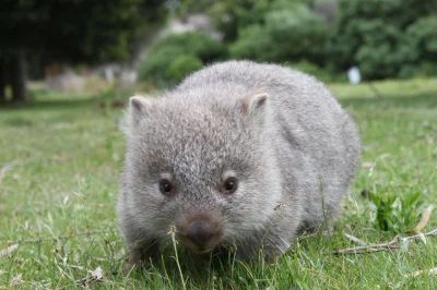 Marpop - #dobranoc #nocnazmiana #wombat #zwierzaczki