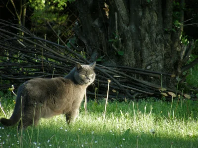 fstab - Kot Czesław na zewnątrz.

#pokazkota

Więcej zdjęć na #kotczeslaw