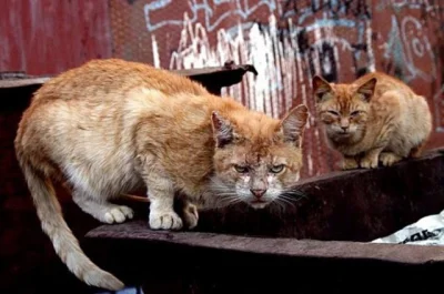 staa - @Malandrino: Koty to bestie, zwłaszcza te z gangów