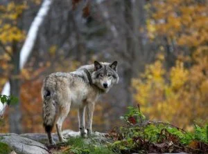 RFpNeFeFiFcL - dr Robert Mysłajek: wilki to nie pupile, dokarmiane zachowują się niet...