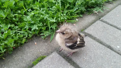 ufoludek-zkosmosu - @niewiemalepowiem: Też ostatnio widziałem małego ptaszka.
