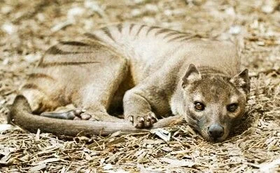 l-da - pokolorowana fotografia wymarłego thylacine
#zwierzęta #natura #zdjęcia #foto...