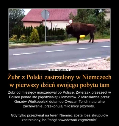 xaliemorph - Żubra jak przeszedł granicę polsko-niemiecką na Odrze też od razu po prz...